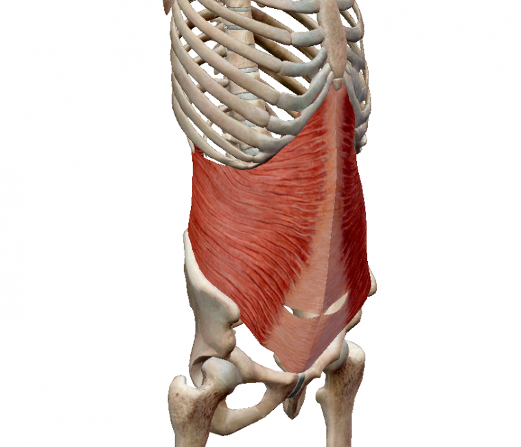 Поперечная мышца живота. Transversus abdominis мышца. Abdominis externus. Поперечная мышца живота анатомия. Поперечная мышца живота (musculus transversus abdominis).