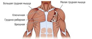 Растяжение грудной мышцы при жиме