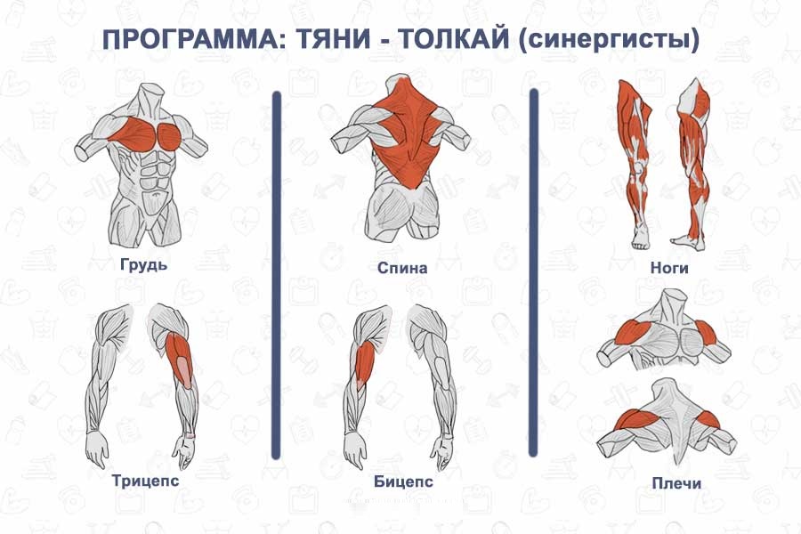 Развитие группы мышц. Разделение мышц на группы для тренировок. Грудь бицепс спина трицепс. Упражнения на группы мышц. Тянущие и толкающие мышечные группы.