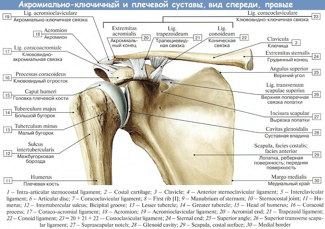 Соединения костей плечевого пояса. Строение ключицы связки. Строение акромиально-ключичного сустава. Плечевой сустав анатомия верхних конечностей. Строение суставной впадины плечевого сустава.