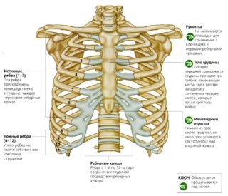 Признаки и симптомы трещины в ребре