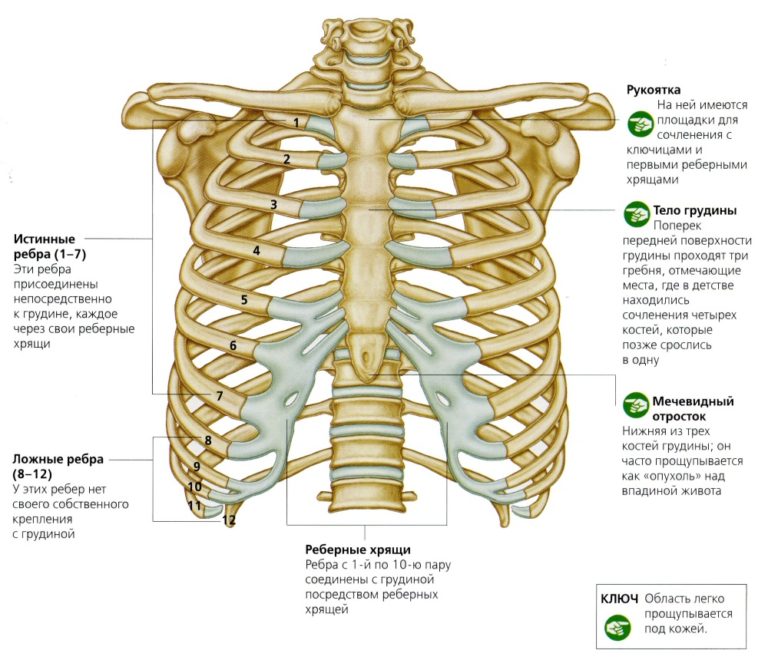 11 ребро у человека где находится фото