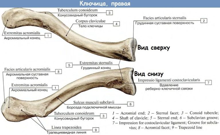 Где находится ключица у человека картинки