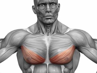 Упражнения для нижней части грудных мышц мужчине