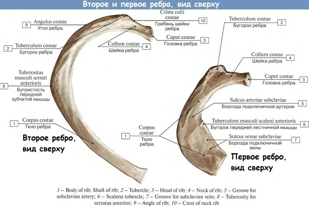 Ребра человека строение фото нумерация