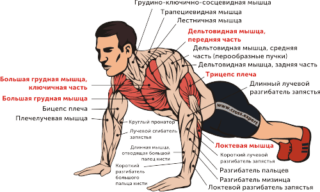 Тренировка мышц спины отжимания
