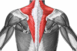 Мышцы спины верхняя часть трапеции болит