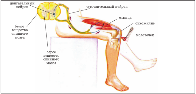 Спинной мозг и схема коленного рефлекса. Схема структуры коленного рефлекса. Рефлекс коленного сухожилия. Схема рефлекторной дуги коленного рефлекса.