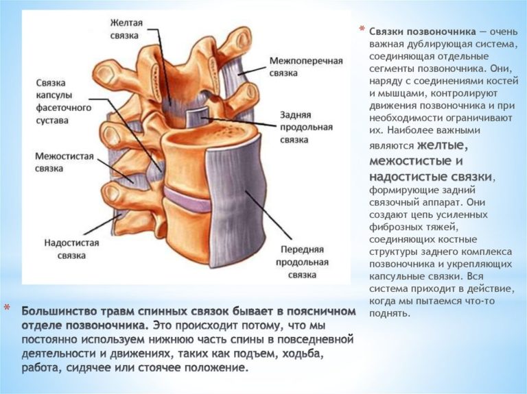 Th9 позвонка где находится фото