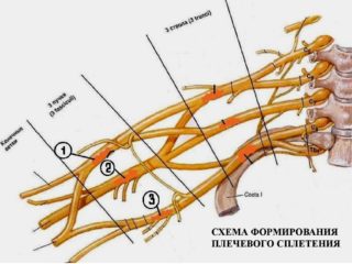 Схема нервной системы позвоночника