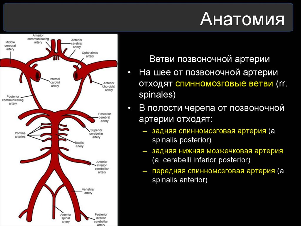 Виллизиев круг строение. Ветви внутричерепной части позвоночной артерии. Топографическая анатомия позвоночной артерии отделы ветви. Позвоночная артерия анатомия ветви. V3 сегмент позвоночной артерии.