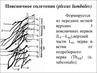 Нервная система нижнего отдела позвоночника