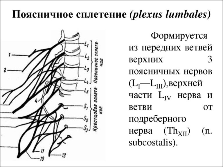 Поясничное сплетение схема