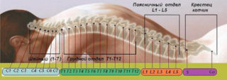 Нервные волокна в поясничном отделе позвоночника