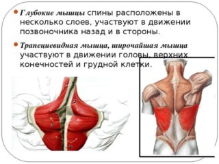 Апоневроз широчайшей мышцы спины что это