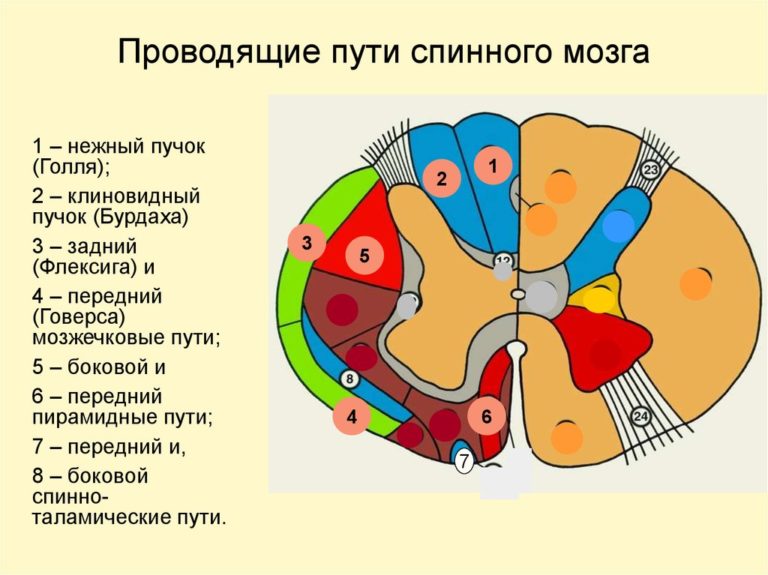 Стенка вен более тонкая схема