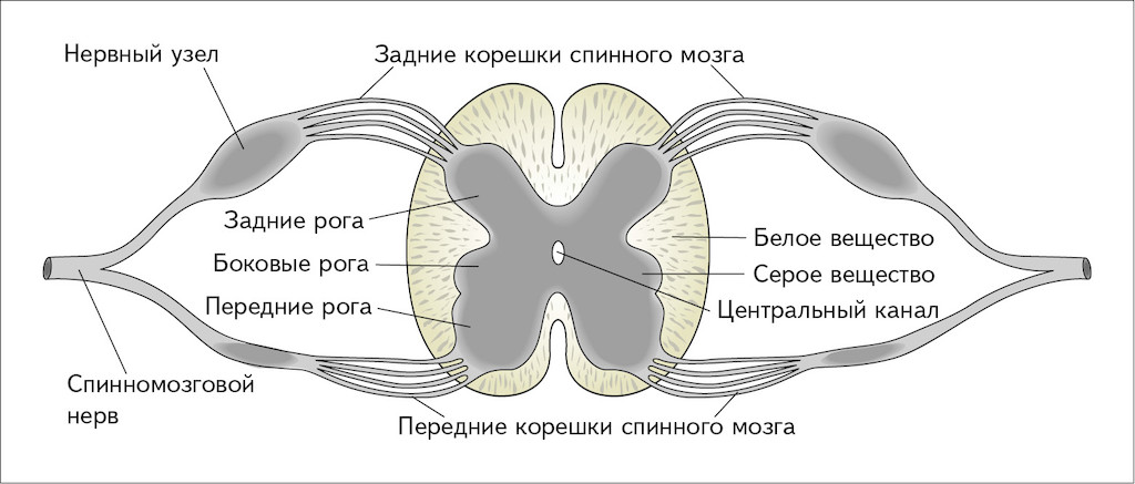 Спинной мозг серое вещество типы нейронов