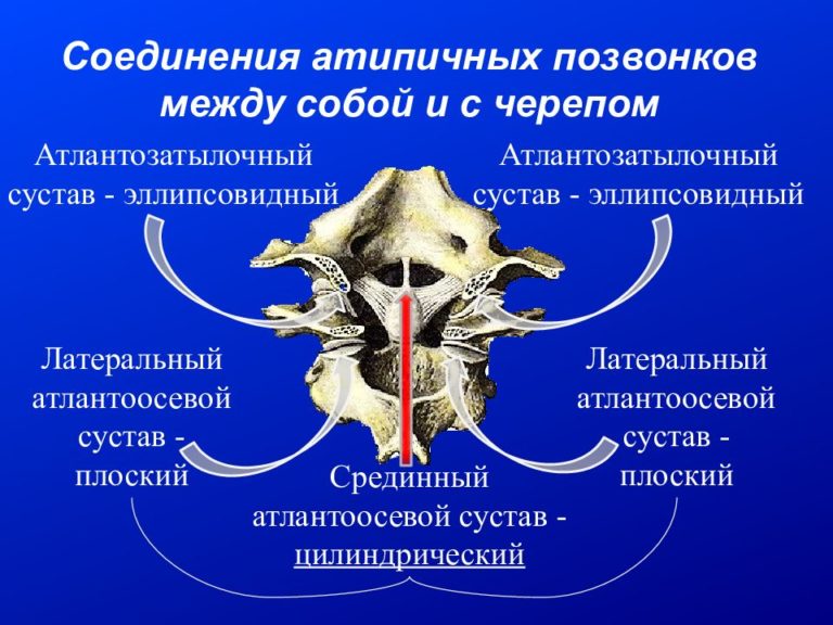 Чем образован малый сальник