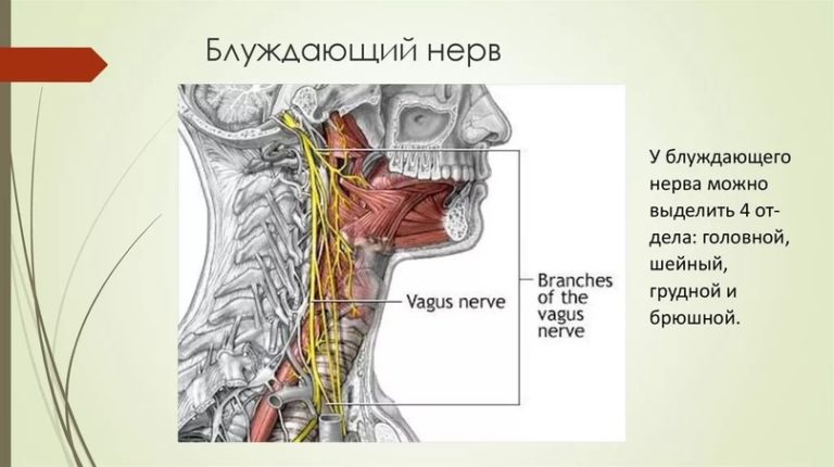 Блуждающий нерв руководство по избавлению от тревоги и восстановлению нервной системы