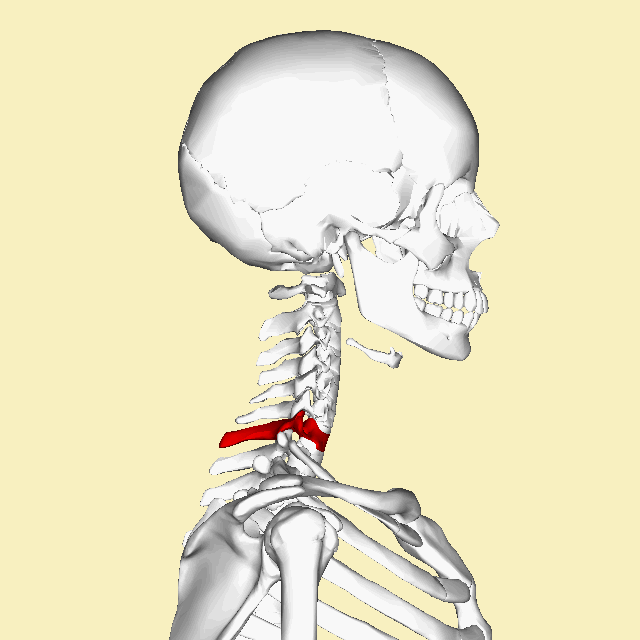 Шейный отдел кости скелета. 7 Шейный позвонок. Шейный позвонок c7. 7 Шейный позвонок анатомия. Позвонки с7-с7.