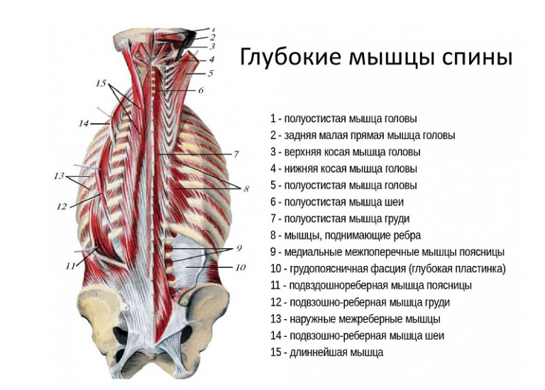 Анатомия позвоночника фото