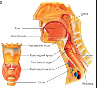 Большой кадык щитовидной железой