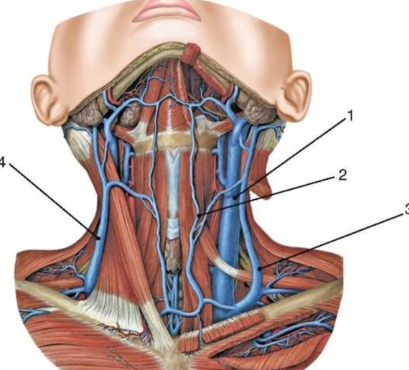 Внечерепных отделов бца. Сонная артерия и яремная Вена. Внутренняя Сонная артерия и внутренняя яремная Вена. Внутренняя яремная Вена анатомия.