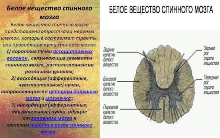 Серое вещество фото