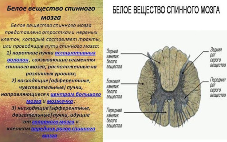 Функции серого вещества головного мозга. Функции серого и белого вещества спинного мозга. Строение серого и белого вещества спинного мозга. Строение и функции белого и серого вещества спинного мозга. Структура белого вещества спинного мозга.