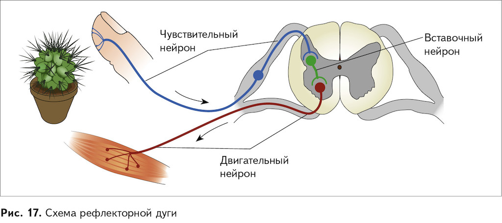 Двигательные реакции организма. Чувствительный вставочный и двигательный Нейроны. Рефлекторная дуга задние рога спинного мозга. Рефлекторная дуга чувствительный Нейрон. Чувствительный Нейрон вставочный Нейрон двигательный Нейрон.