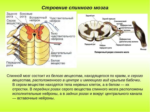 Тело и отростки расположены в спинном мозге. Строение спинного мозга биология. Строение и функции белого и серого вещества спинного мозга. Отделы нервной системы строение и функции спинного мозга. Строение серого вещества анатомия.