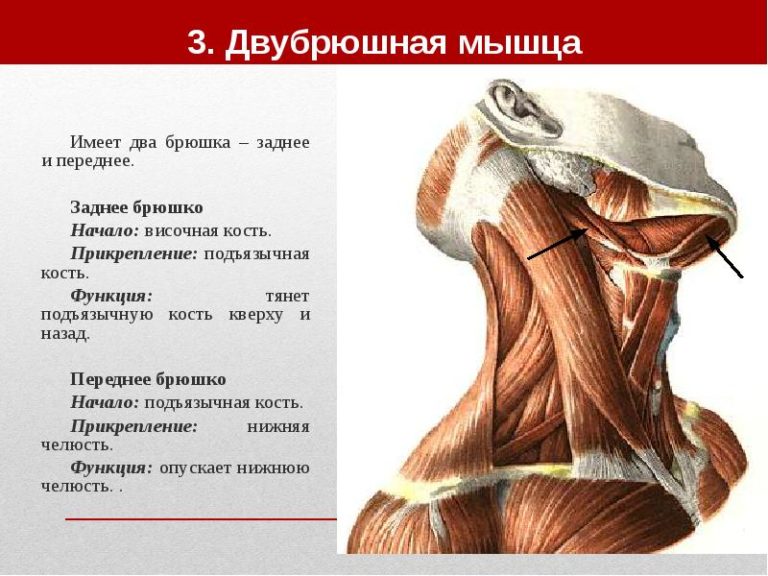 Грушевидная мышца анатомия точки крепления и функции фото