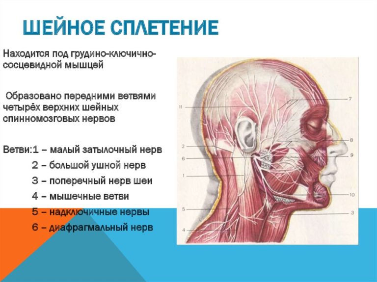 Строение шеи человека фото