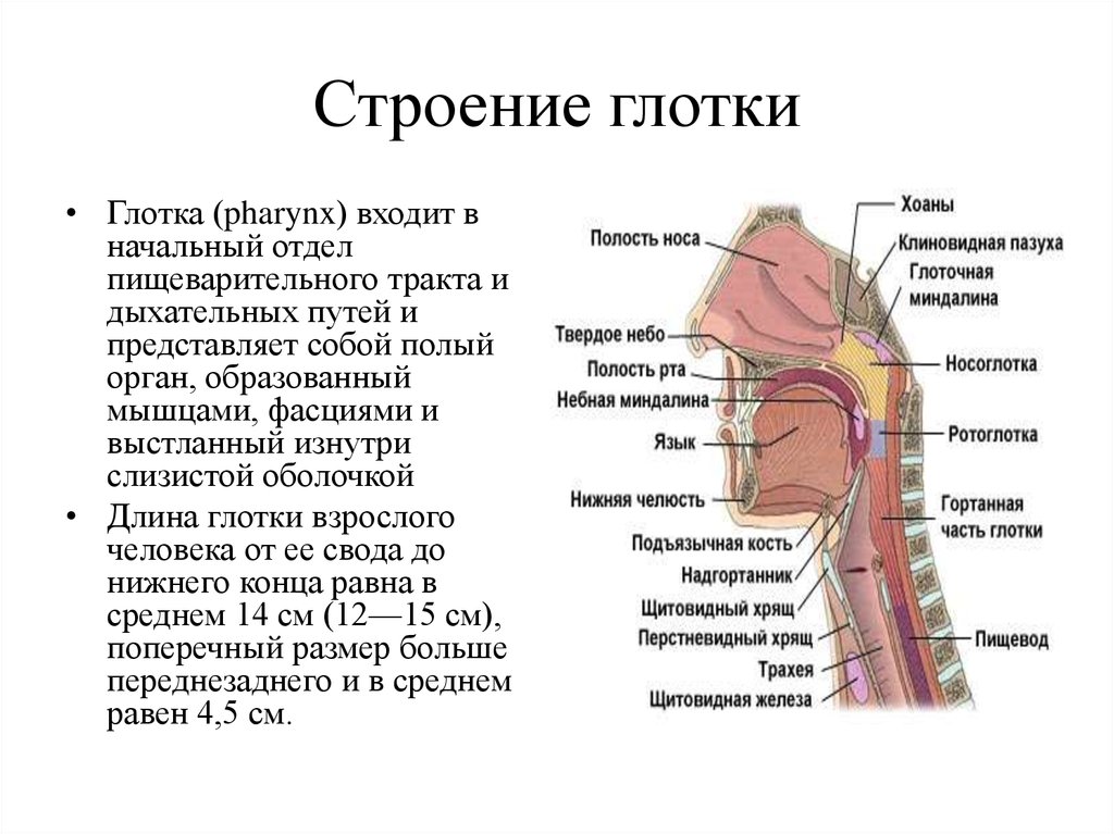 Глотка т. Носоглотка строение анатомия. Строение носоглотки сбоку. Глотка пищевод строение анатомия. Строение органы глотки функции.