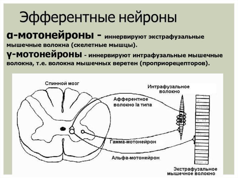 Схема взаимодействия нейронов в коре мозжечка