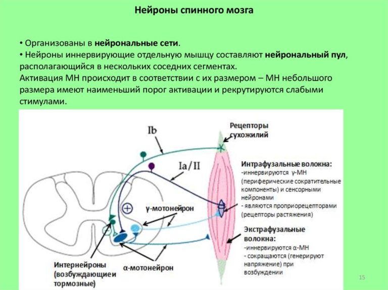 Назовите структуры спинного мозга обозначенные на рисунке цифрами 1 и 2 и опишите