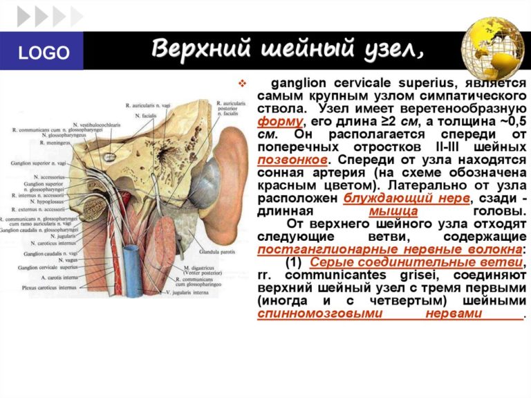 Спинальный ганглий рисунок