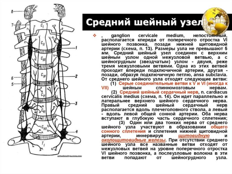 Спинальный ганглий рисунок