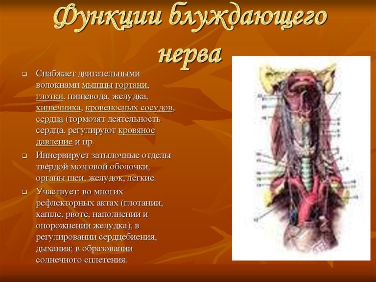 Блуждающий нерв руководство по избавлению от тревоги и восстановлению нервной системы отзывы