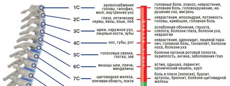 Шейно воротниковая зона фото что входит