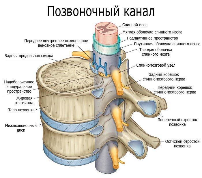 Анатомия шейного отдела позвоночника человека в картинках