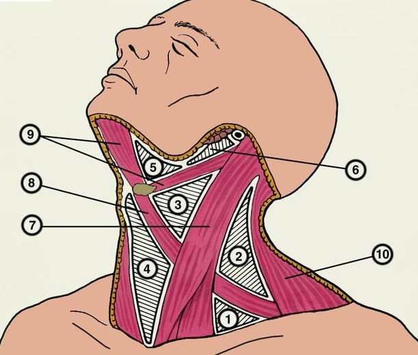 Анатомия шеи человека в картинках с описанием