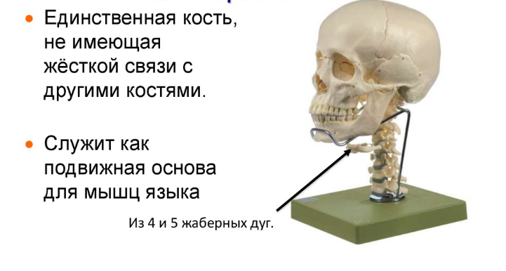 Самая крепкая кость в организме человека