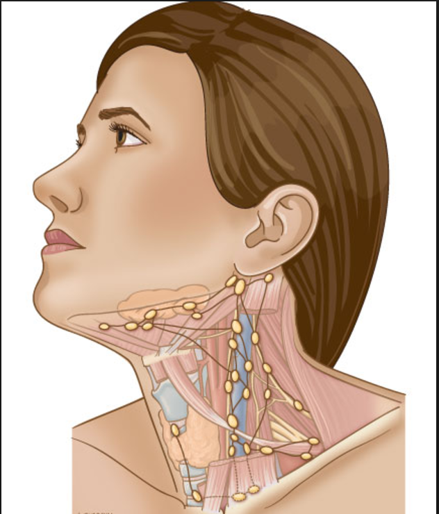 Лимфоузлы и мышцы. Шейные лимфоузлы расположение схема. Строение лимфатических узлов на шее. Шейные яремные лимфоузлы. Расположение лимф узлов на шее.
