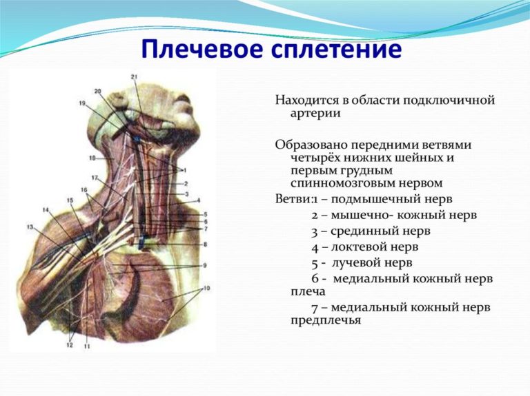 Ветви спинномозгового нерва схема