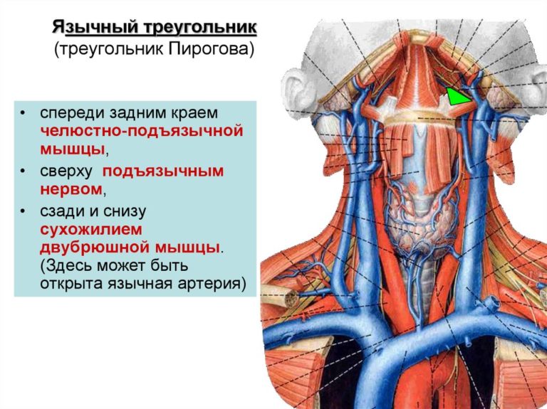 Треугольники шеи схема