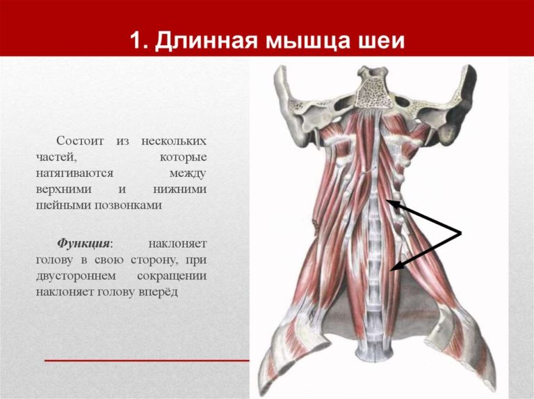 Длинная ладонная мышца фото