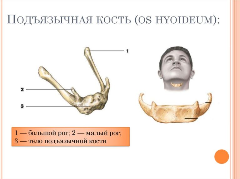 Подъязычная кость фото где находится