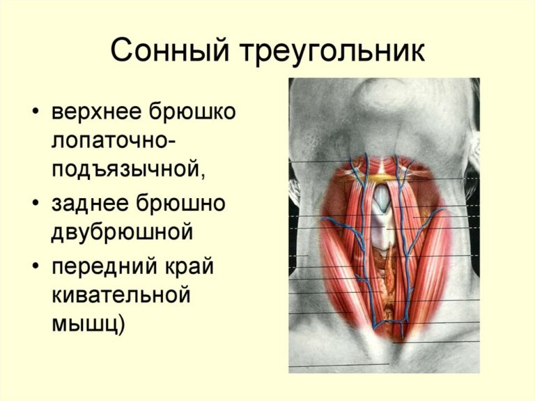 Где на шее проходит сонная артерия на шее фото