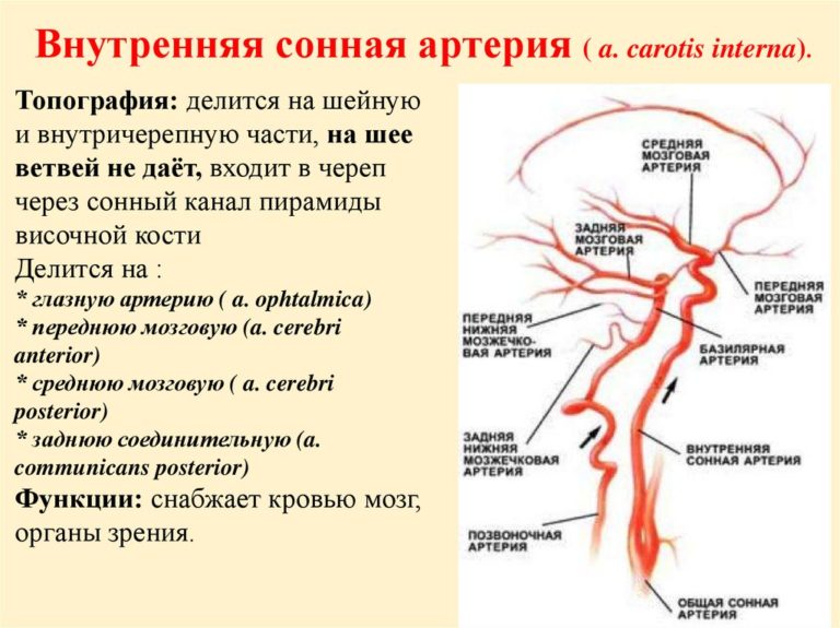 Сонная артерия на шее расположение с какой стороны фото у человека